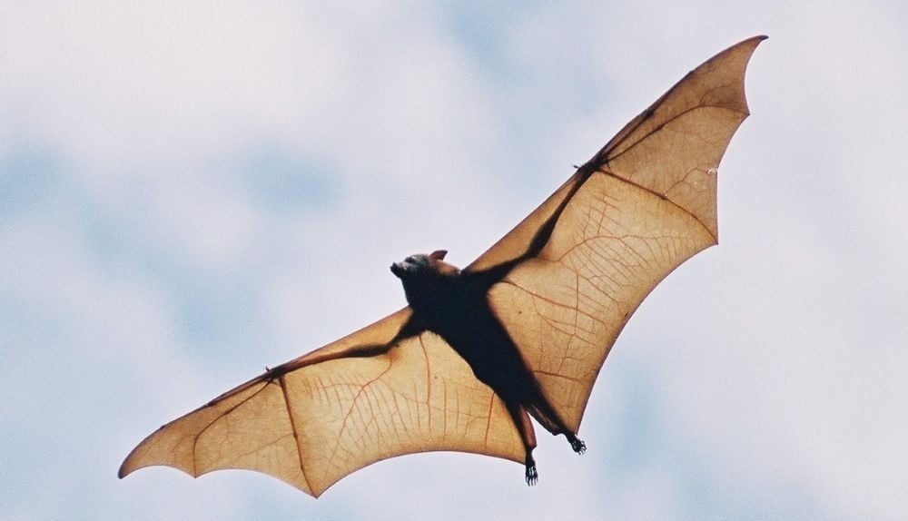 Racine County reports bat tests positive for rabies