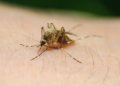 Mosquito and West Nile Virus. Image by Creative Solutionist from Pixabay.