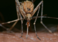 Mosquito and West Nile Virus. Image by Franco Patrizia from Pixabay.