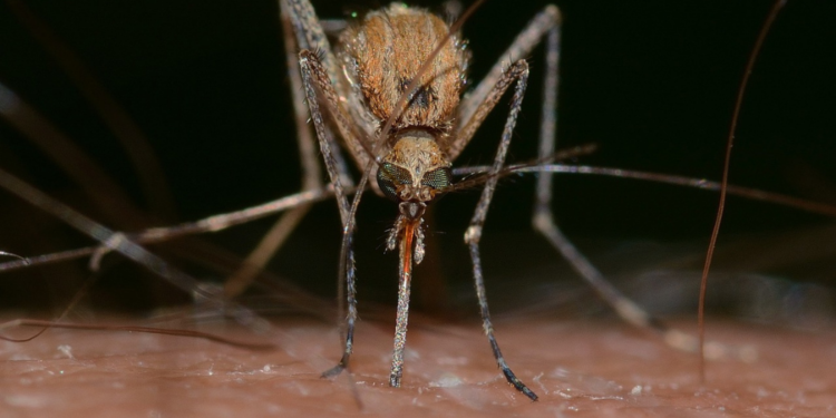 Mosquito and West Nile Virus. Image by Franco Patrizia from Pixabay.
