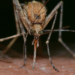 Mosquito and West Nile Virus. Image by Franco Patrizia from Pixabay.