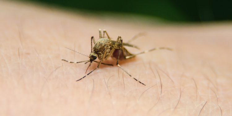 Mosquito and West Nile Virus. Image by Creative Solutionist from Pixabay.