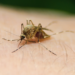 Mosquito and West Nile Virus. Image by Creative Solutionist from Pixabay.