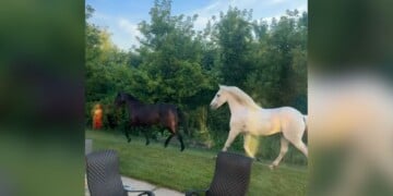 Horses struck in Caledonia by Amtrak train