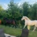Horses struck in Caledonia by Amtrak train