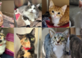 Cats at the Wisconsin Humane Society