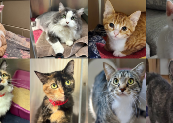 Cats at the Wisconsin Humane Society