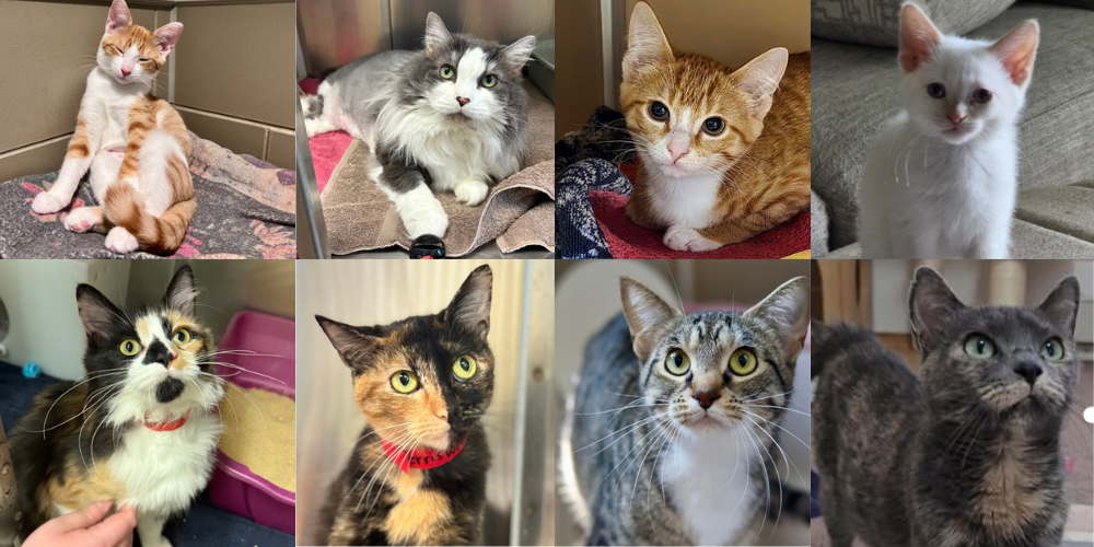 The Wisconsin Humane Society sheltering over a thousand cats, adopters and fosters needed