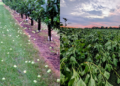 Crop damage after severe storms. Photo courtesy of Basse's Farms.