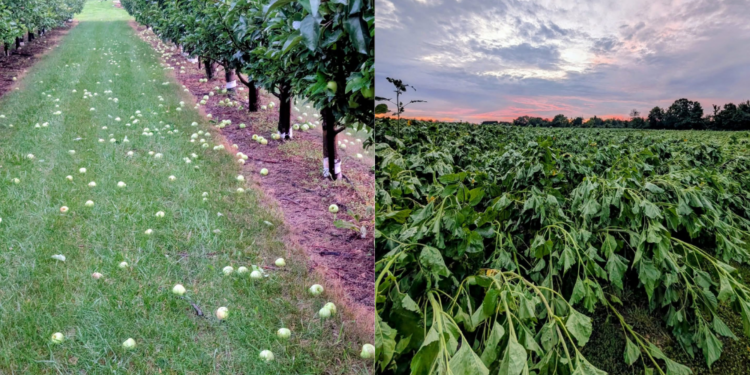 Crop damage after severe storms. Photo courtesy of Basse's Farms.