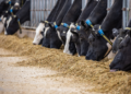 How to read your cow: What cattle can tell you, and how farmers are listening