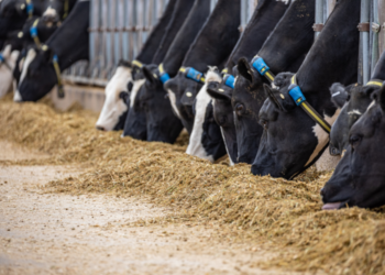 How to read your cow: What cattle can tell you, and how farmers are listening