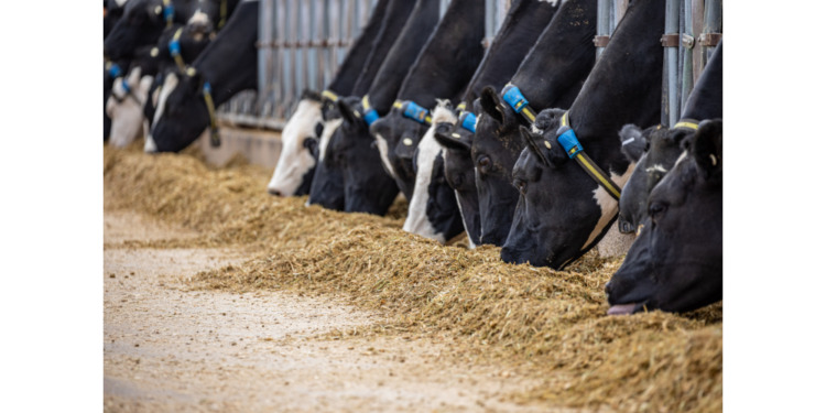 How to read your cow: What cattle can tell you, and how farmers are listening