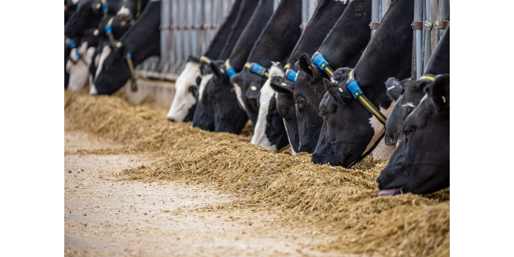 How to read your cow: What cattle can tell you, and how farmers are ...