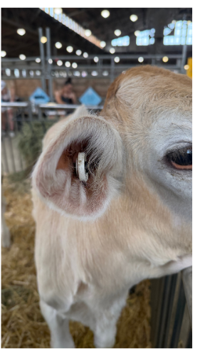 Calf with a monitoring device in the ear