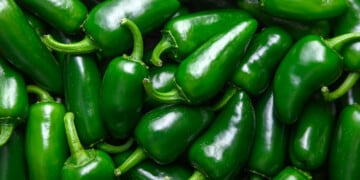 Jalapeno peppers. Image courtesy of CDC.