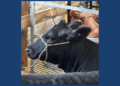 Cow relaxing in barn