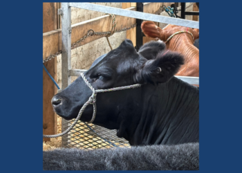 Cow relaxing in barn