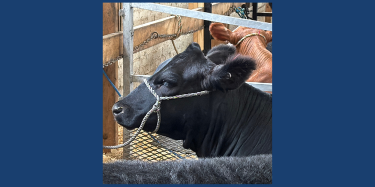 Cow relaxing in barn