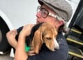 One of the last beagles at Ridglan Farms after being released from the facility on August 12, 2026 (Photo: Jessica Tighe)