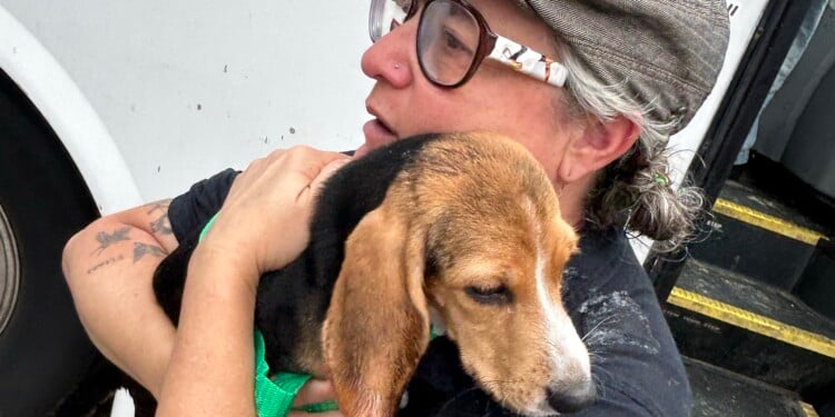 One of the last beagles at Ridglan Farms after being released from the facility on August 12, 2026 (Photo: Jessica Tighe)