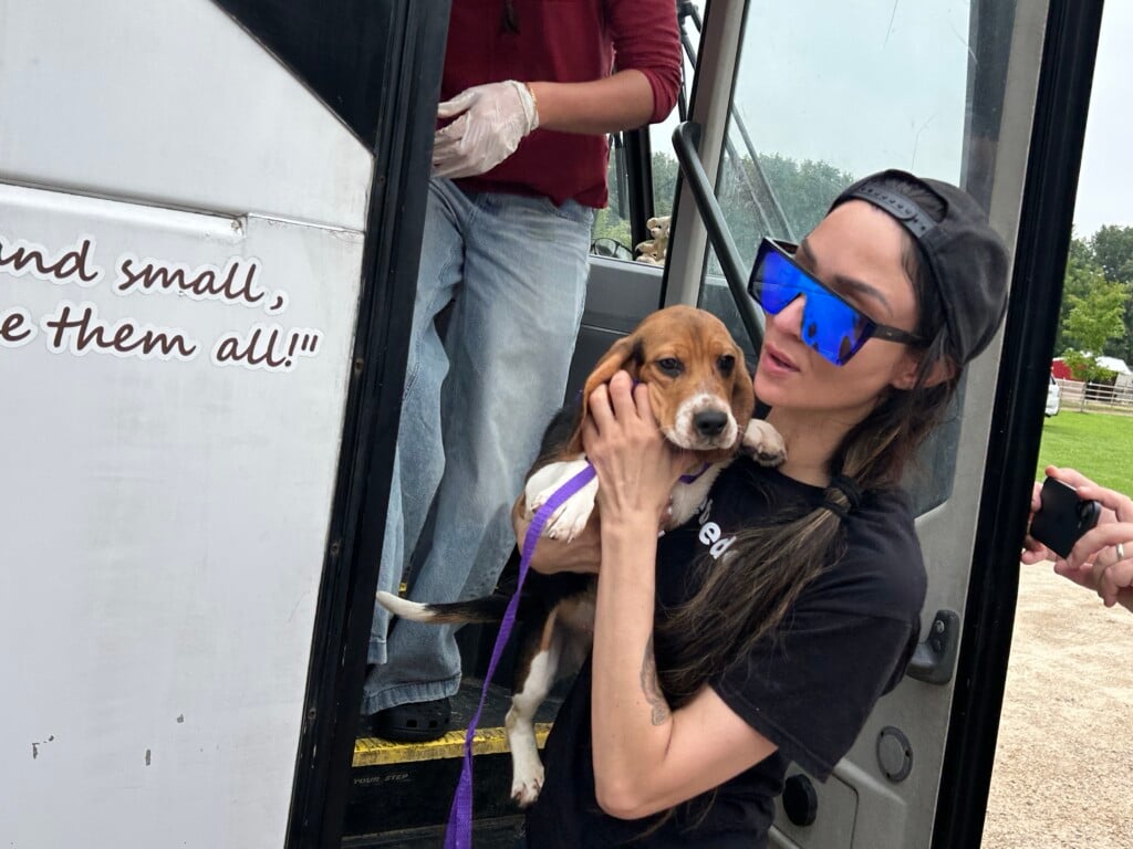 One of the last beagles at Ridglan Farms after being released from the facility on August 12, 2026 (Photo: Jessica Tighe)