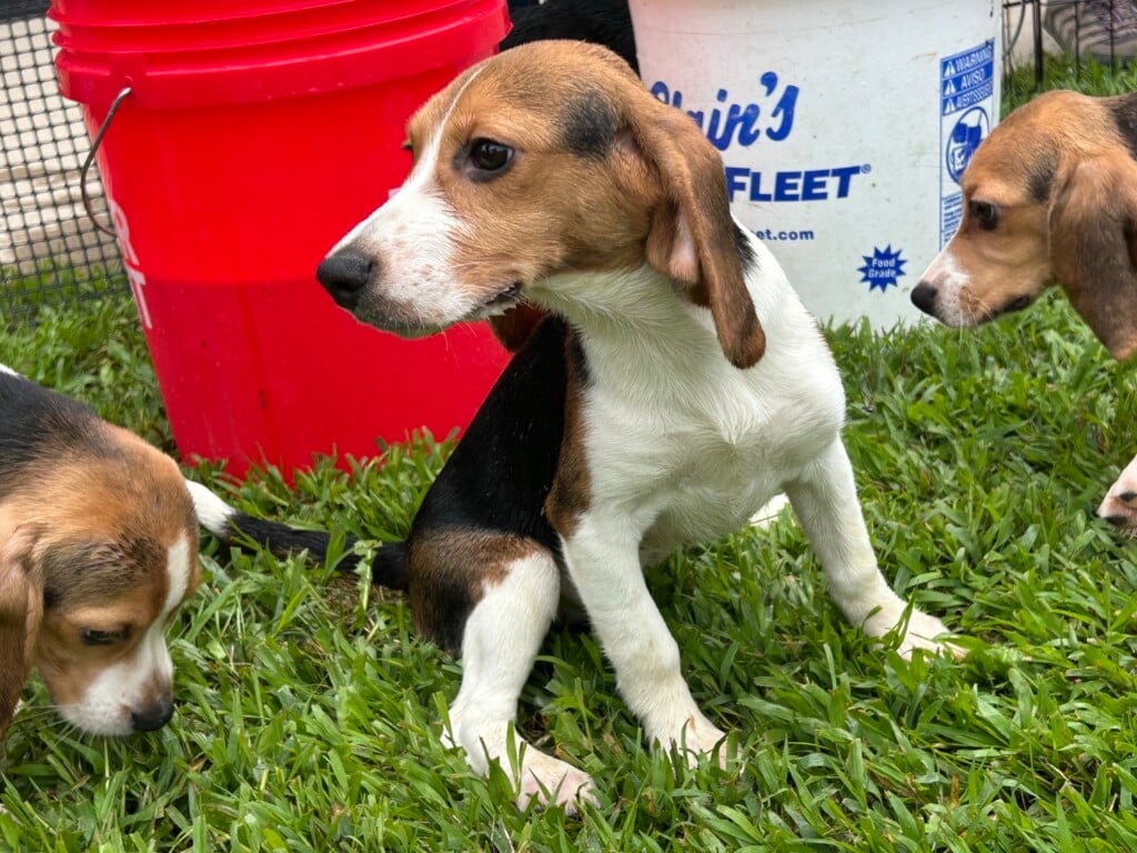 One of the last beagles at Ridglan Farms after being released from the facility on August 12, 2026 (Photo: Jessica Tighe)