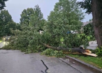 Tree damage was reported throughout the Milwaukee area after Tuesday night's storms. (Photo credit Alicia Harps/Facebook