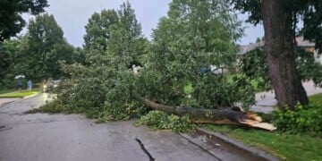 Tree damage was reported throughout the Milwaukee area after Tuesday night's storms. (Photo credit Alicia Harps/Facebook