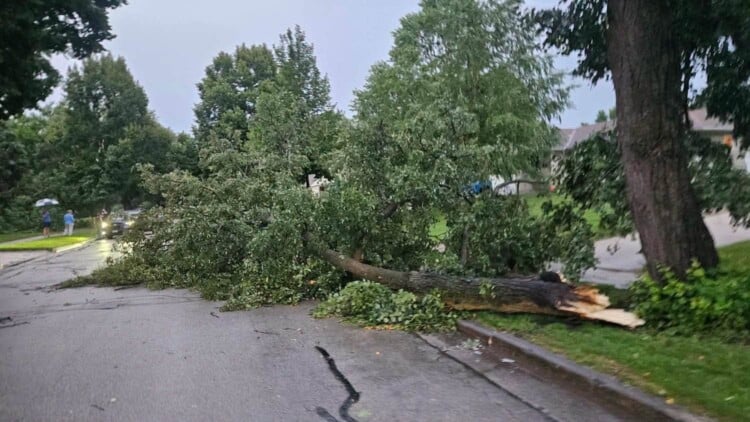 Tree damage was reported throughout the Milwaukee area after Tuesday night's storms. (Photo credit Alicia Harps/Facebook