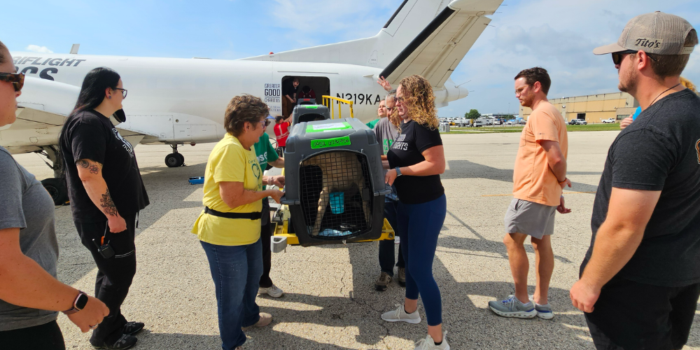 HAWS welcomes dozens of adoptable pets
