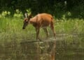 This picture of a white-tailed deer in a pond was taken in Wisconsin in the summer. (Photo credit Wanda Ember/Getty Images)
