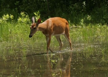 This picture of a white-tailed deer in a pond was taken in Wisconsin in the summer. (Photo credit Wanda Ember/Getty Images)