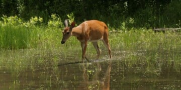 This picture of a white-tailed deer in a pond was taken in Wisconsin in the summer. (Photo credit Wanda Ember/Getty Images)