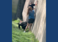 Social media video shows a child inside of the zoo enclosure