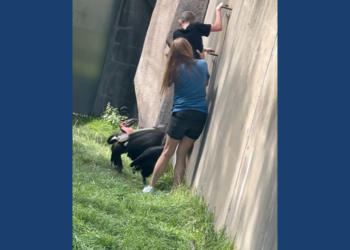 Social media video shows a child inside of the zoo enclosure