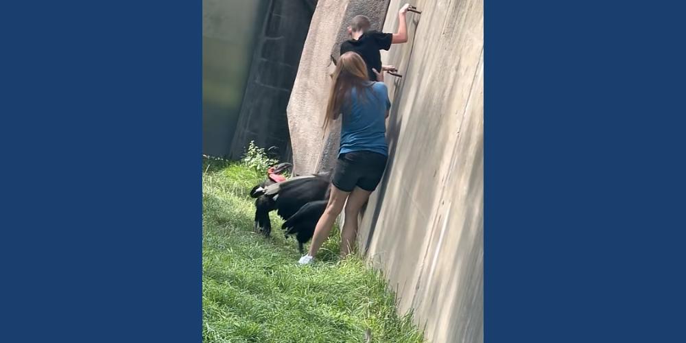 Investigation underway after child runs through zoo habitat
