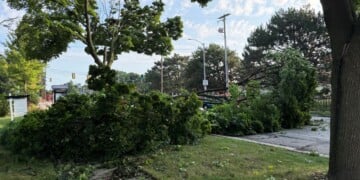 Tree damage was reported throughout the Milwaukee area after Tuesday night's storms. (Nazir Spencer/WTMJ)