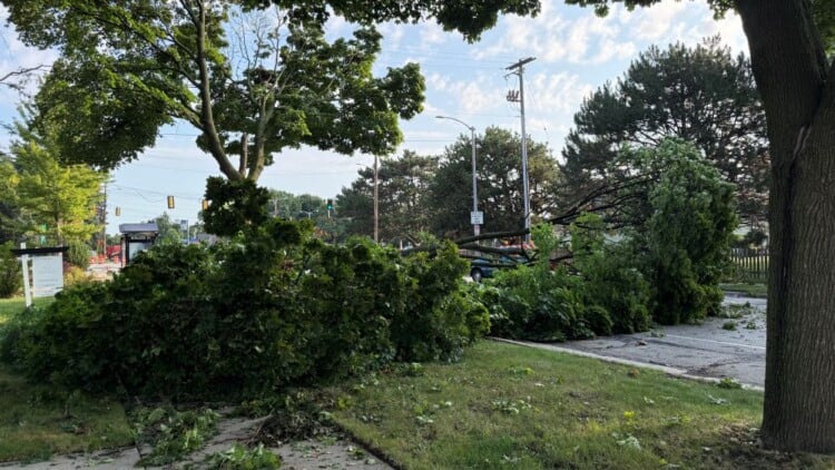 Tree damage was reported throughout the Milwaukee area after Tuesday night's storms. (Nazir Spencer/WTMJ)