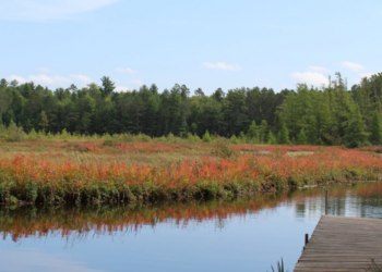 Chequamegon-Nicolet National Forest. Image courtesy of U.S. Forest Service.