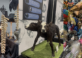 World Oddities Expo at the Baird Center.