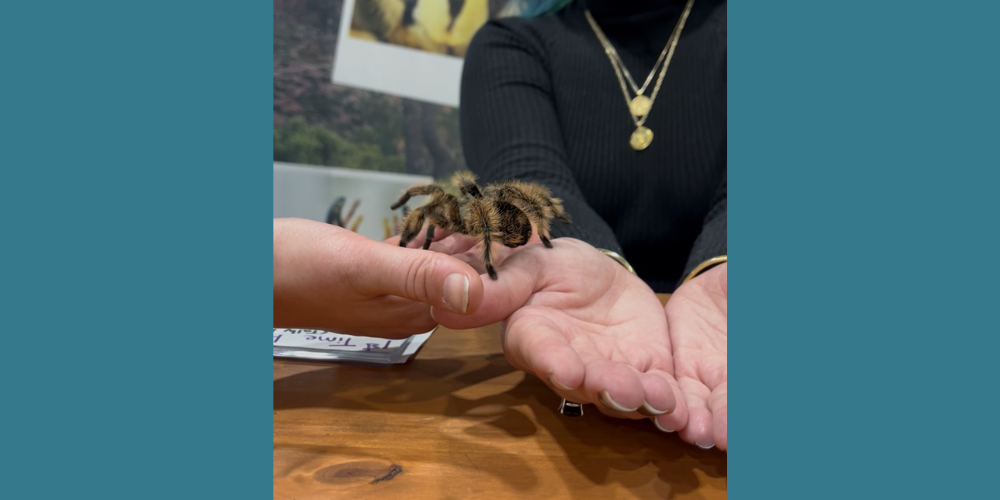 Trisha Nichols' pet tarantula Moe at the World Oddities Expo.