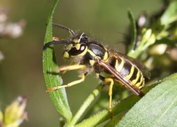 Yellowjackets are buzzing across Wisconsin as summer winds down