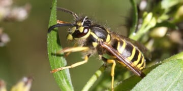 Yellowjackets are buzzing across Wisconsin as summer winds down