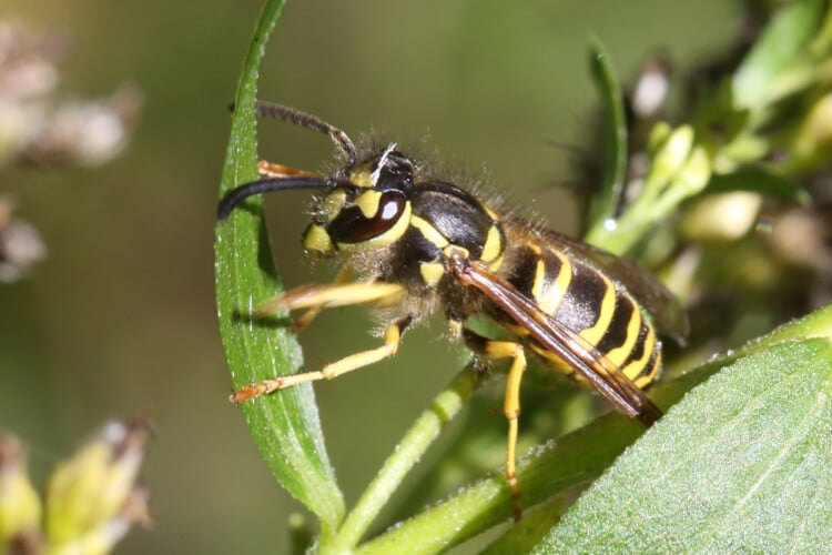 Yellowjackets are buzzing across Wisconsin as summer winds down