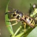 Yellowjackets are buzzing across Wisconsin as summer winds down