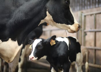 How kids can learn about the dairy industry… by adopting a cow!