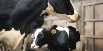 How kids can learn about the dairy industry… by adopting a cow!