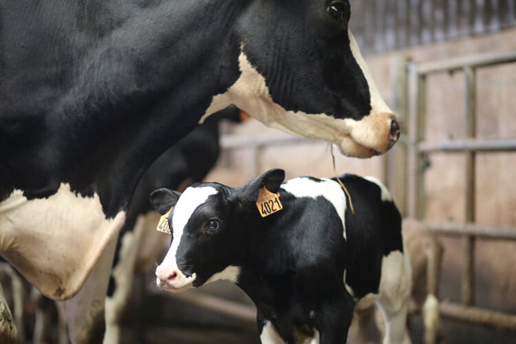 How kids can learn about the dairy industry… by adopting a cow!