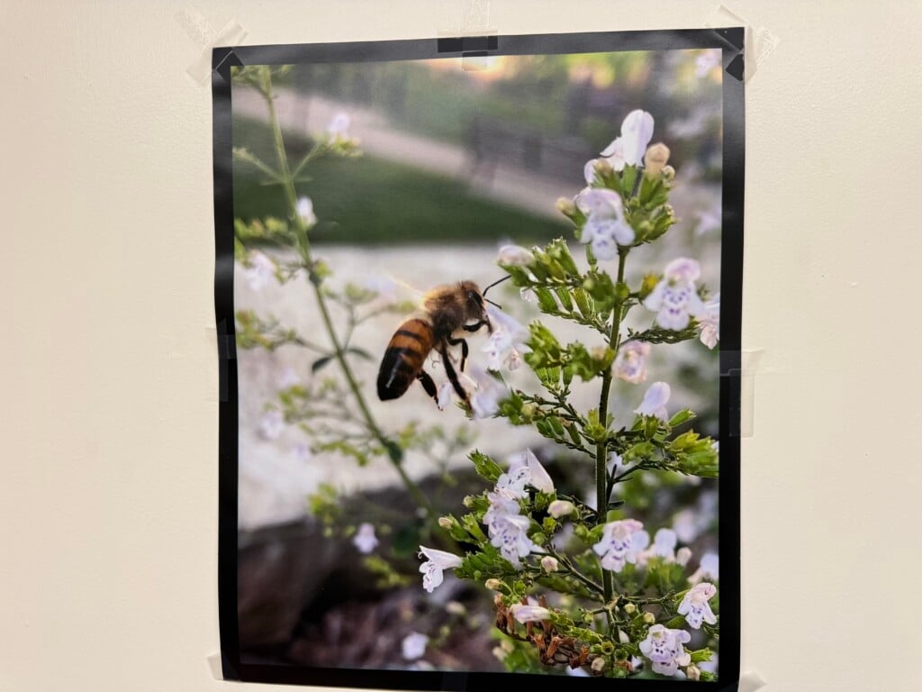 Dr. Chelsea Cook, Yellowjacket research area (Pic: Nazir Spencer)